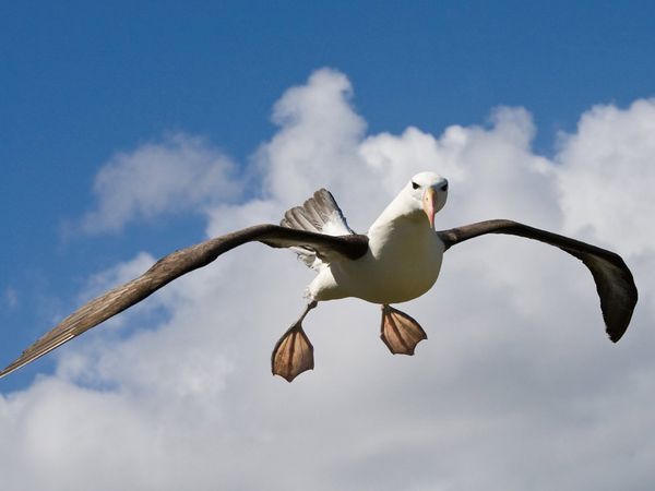 Сушилки для белья gimi albatross