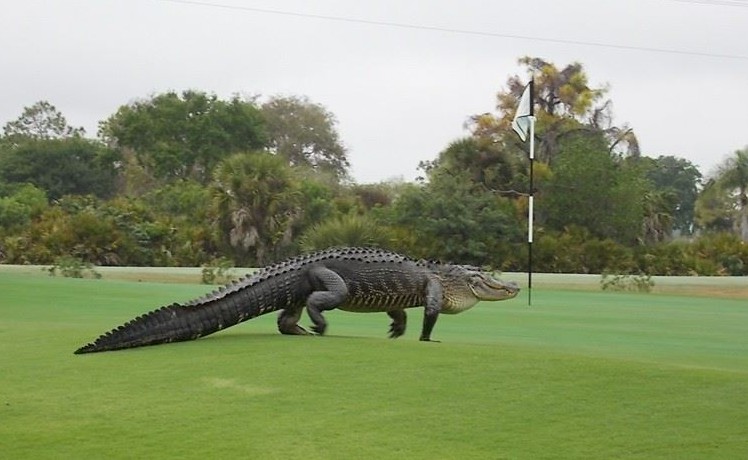 mulighed lemmer Fradrage PHOTO: Enormous alligator walks across Florida golf course green