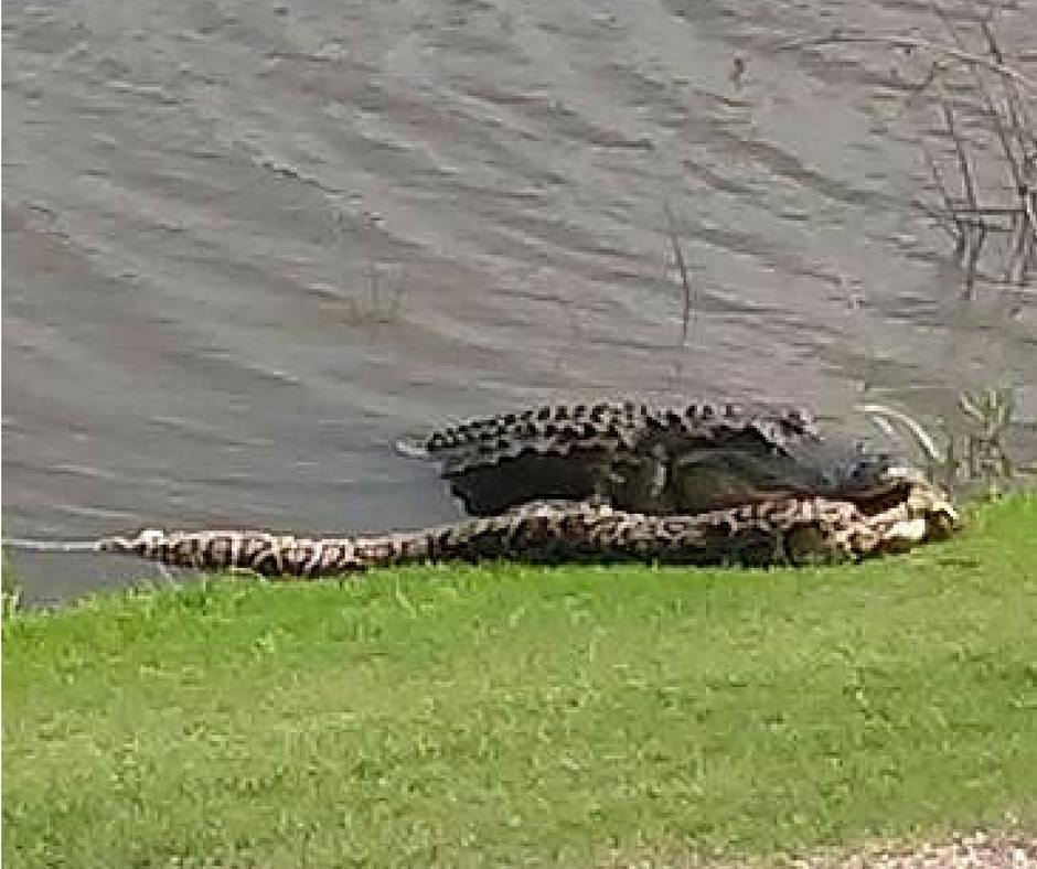 photo-alligator-vs-python-on-a-florida-golf-course