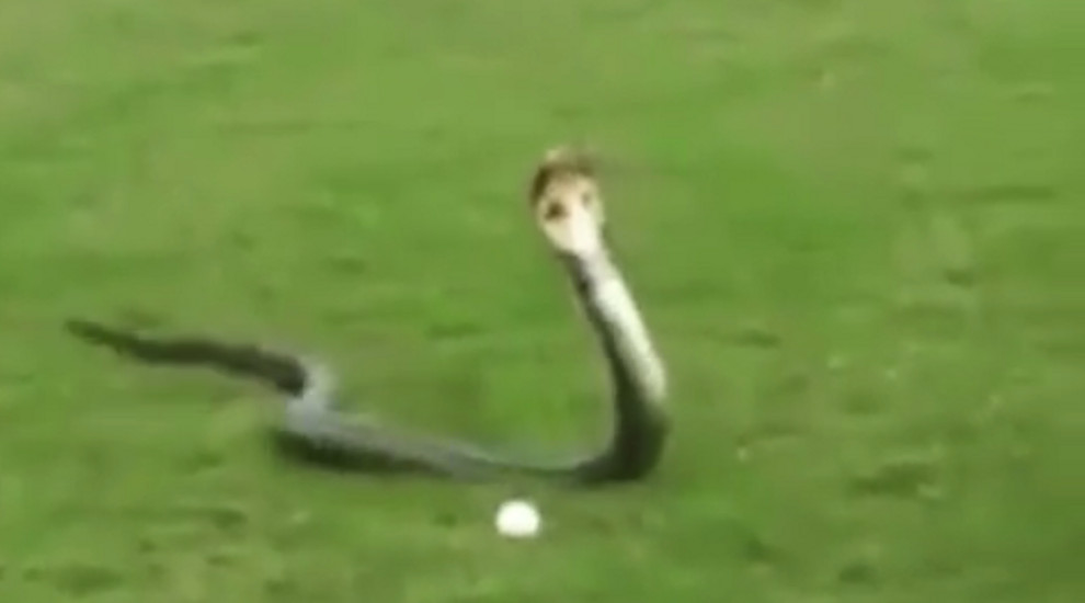 WATCH Golfer runs into a king cobra (the snake, not the golf club) on