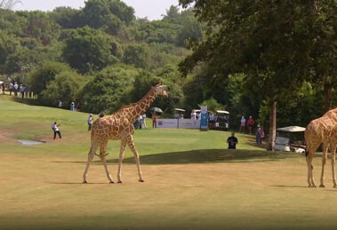 A photo of giraffes at the Magical Kenya Ladies Open