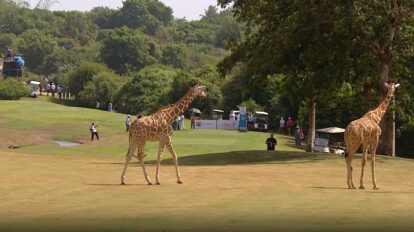 A photo of giraffes at the Magical Kenya Ladies Open